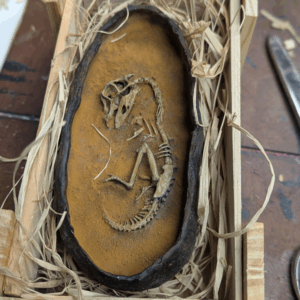 Oviraptor Egg